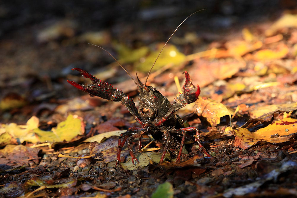 Procambarus clarkii